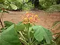 Buddha belly plant from Pondicherry