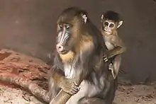 Mandrill infant grabbing onto mother's back