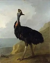 Cassowary (1745), 161.9 x 127.4 cm., Staatliches Museum Schwerin