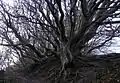 Wind stunted beech tree at the top of Jernhatten