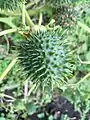 Jimsonweed seed capsule