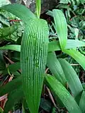 Joinvillea ascendens leaves