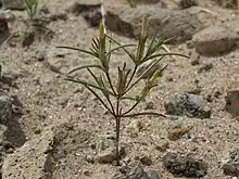 image of Jones linanthus, Linanthus jonesii