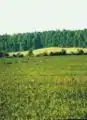 Soy field near Junín, Buenos Aires Province