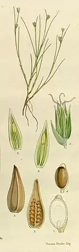 The structure of the different parts of Juncus capillaceus