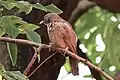 Jungle babbler in Chandigarh.