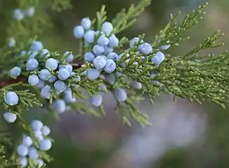 Berry-like cones