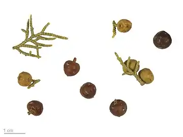 Isolated foliage and berries (Muséum de Toulouse)