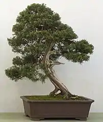 As a 250 year old bonsai in the Birmingham Botanical Gardens