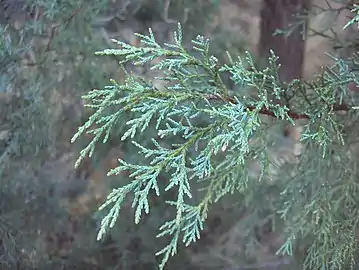 Close-up of leaves