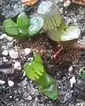 Haworthia springbokvlakensis has round, bulging, translucent leaf faces.