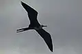 Juvenile Above Isla Isabela