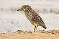 Juvenile black-crowned night heron (Nycticorax nycticorax) at Point Reyes National Seashore, California