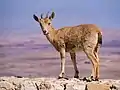 Image 2Young Nubian ibex (Capra nubiana) on a stone wall by the edge of Makhtesh Ramon in Mitzpe Ramon.