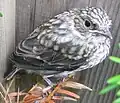 A juvenile flycatcher shortly after leaving the nest.