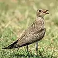 Juvenile spotted Tenneri, Tamilnadu