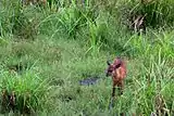 A young sitatunga, a type of swamp antelope