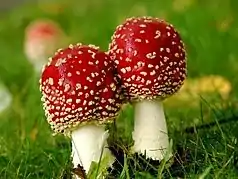 Picture showing two mushrooms with red caps on a meadow