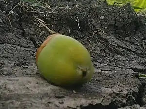 K.Pudur Village Coconut