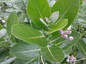 K.Pudur Village Crown flower plants