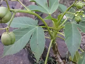 K.Pudur Village Jatropha curcas