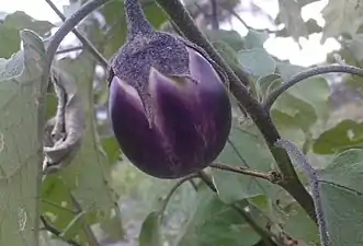 K.Pudur Village brinjal plants