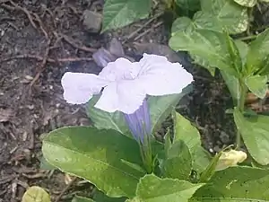 K.Pudur Village slateblue Flower