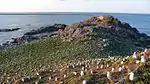 Kabushima Black-tailed gull large breeding ground