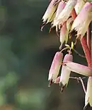 Corolla tubes in Kalanchoe pinnata flower