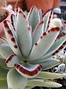 Kalanchoe tomentosa