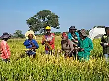 Rice farming