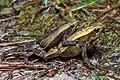 Kalophrynus interlineatus (mating) - Phu Kradueng National Park