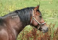 A white marking on the crest of a horse's neck artificially created by freeze branding, a form of marking for identification claimed to be nearly painless to the horse.