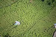 Kamigare plantation in Ibigawa, Gifu Prefecture