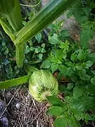 Immature kamokamo fruit on plant