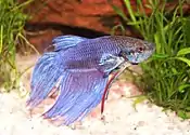 Siamese fighting fish (Betta splendens)