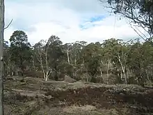 Forest near Boyd River