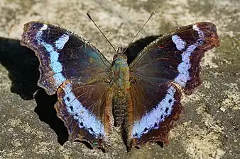 Dorsal view