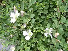 "flowers and foliage"