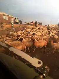 Bringing sheep back to the village