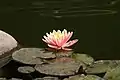 Water lily pond