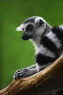 Ring-tailed kawanu resting with hands on wooden branch