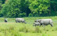 Rhinos grazing in the grassland of Kaziranga