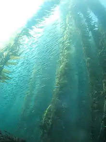 Kelp forest and sardines