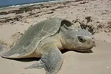 Adult turtle nesting