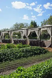 Planted rows with canopied tables behind