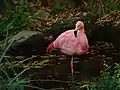 One of the pink flamingos that live in the gardens