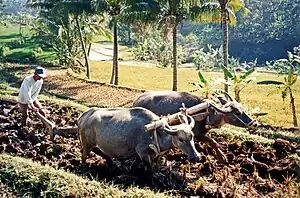 Ploughing a rice terrace with water buffaloes, Java