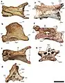 Cervical vertebrae