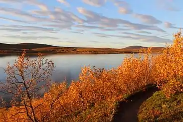 Autumn foliage at Kevo Strict Nature Reserve